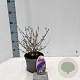 Buddleja d. 'Nanho Blue' 30-40 cm 2,0L