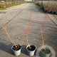 Cornus sang. 'Midwinter Fire' 30-40 cm 2,0L