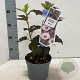Hibiscus m. Carousel Ghost 30-40 cm 2,0L