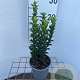Euonymus jap. 'Green Spire' 25-30 cm C1.3