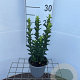 Euonymus jap. 'Jean Hugues' 25-30 cm C1.3