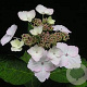 Hydrangea macrophylla 'White Wave' 20-25 cm 2,0L
