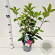 Hydrangea pan. 'Pink Diamond' 30-40 cm 2,5L