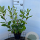 Hydrangea pan. 'Pink Diamond' 30-40 cm 2,5L