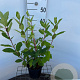 Hydrangea pan. 'Pink Diamond' 30-40 cm 2,5L
