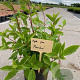 Hydrangea pan. 'Phantom' 30-40 cm 2,0L
