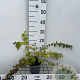 Kolkwitzia amabilis 30-40 cm C1.3