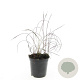 Imperata "Red Baron" plantgoed P9