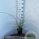 Miscanthus sin. 'Gracillimus' 30-40 cm 2,5L