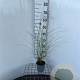 Miscanthus sin. 'Kleine Silbersp.' 30-40 cm C1.3