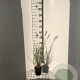 Pennisetum al. 'Hameln' GM C1.3