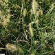 Pennisetum al. 'Little Bunny' GM P9