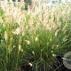 Pennisetum al. 'Little Bunny' GM P9