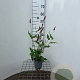 Persicaria a. 'Speciosa' GM C1.3
