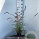 Pennisetum or. 'Flamingo' 30-40 cm 2,5L