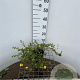 Potentilla f. 'Elizabeth' 30-40 cm C1.3