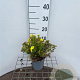 Potentilla f. 'Kobold' 25-30 cm C1.3