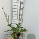 Salvia nem. 'Mainacht' GM C1.3