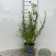 Spiraea thunbergii 30-40 cm C1.3