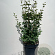 Syringa 'Josée' 60-80 cm 7,5L