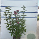 Weigela 'Bristol Ruby' 80-100 cm 7,5L