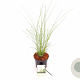 Miscanthus sin. 'Gracillimus' 30-40 cm 3,0L