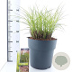 Miscanthus sin. Red Cloud A kwaliteit 12L