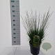Molinia caerulea 'Moorflamme' A kwaliteit 12L
