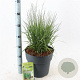 Molinia caerulea 'Moorflamme' A kwaliteit 12L