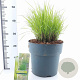 Molinia caerulea 'Moorflamme' A kwaliteit 12L