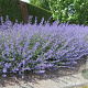 Nepeta 'Walker's Low' plantgoed P9