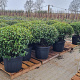 Prunus l. 'Angustifolia' 90-100 cm cont. 65L lage bol najaarspotting