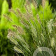 Pennisetum al. 'Little Honey' GM P9