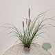 Pennisetum al. 'Redhead' 50-60 cm 2,5L met stok