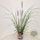 Pennisetum al. 'Redhead' 50-60 cm 2,5L met stok