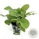 Phlomis russeliana GM 2,0L