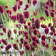 Sanguisorba 'Proud Mary' GM 2,0L