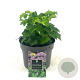Thalictrum 'Black Stockings' GM 2,0L