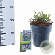 Verbena bonariensis GM C3