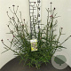 Verbena bonariensis GM C3