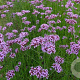 Verbena bonariensis plantgoed P9