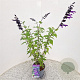 Salvia 'Amistad' 50-60 cm 2,5L met stok