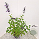 Salvia 'Amistad' 50-60 cm 2,5L met stok