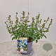 Salvia micr. 'Gletsjer' 40-45 cm 2,5L