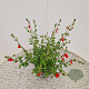 Salvia micr. 'Hot Lips' 40-50 cm 2,5L
