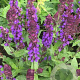 Salvia nem. 'Ostfriesland' GM P9