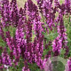 Salvia nem. 'Rose Queen' plantgoed P9