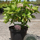 Hydrangea m. 'Ayesha' 40-50 cm 10L