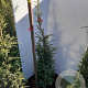 Juniperus comm. 'Hibernica' 60-80 cm met kluit