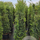 Taxus baccata 100-125 cm 20L